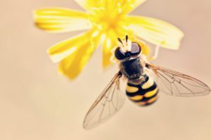Uštipla vás včela alebo osa? Ako postupovať?